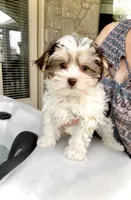 Wyatt- Brown nose/Lt eyes 💜💜, a male Maltese and Morkie for sale in San Marcos, TX – 3 of 6