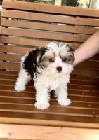 WYATT- TRI Color beauty light eyes 🔥💜🔥, a male Maltese and Morkie for sale in San Marcos, TX – 2 of 6