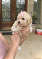 LUNA - TOY Maltipoo ❤️, a female Maltipoo and Poodle - Toy  for sale in San Marcos, TX – 2 of 5