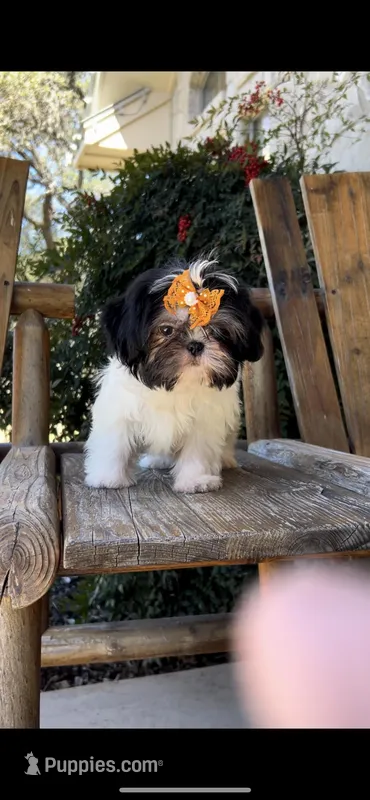 Lulu- the sweetest ❤️