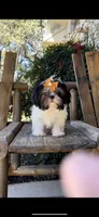 Lulu- the sweetest ❤️, a female Shih Tzu for sale in Austin, TX – Photo 3 of 5