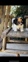 Lulu- the sweetest ❤️, a female Shih Tzu for sale in Austin, TX – Photo 5 of 5