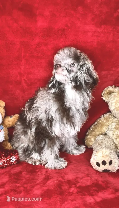 MINNIE-merle REGISTERED 🔥