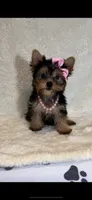Tiffani- Small Sweet Girl 💕, a female Yorkshire Terrier for sale in San Marcos, TX – 4 of 5