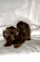 Rascal - PLAYFUL IMPERIAL Chocolate🔥🔥, a male Shih Tzu for sale in San Marcos, TX – 6 of 9