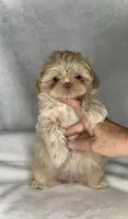 KODA-  RARE Lavender Beauty 💜💯, a male Shih Tzu for sale in San Antonio, TX – 2 of 10