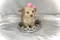 LACEY- Tiny plus BROWN NOSE 💕, a female Maltipoo and Poodle - Toy  for sale in San Antonio, TX – 3 of 6