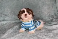 Chase- super fluffy guy! 💙, a male Shih Tzu for sale in San Antonio, TX – 6 of 6