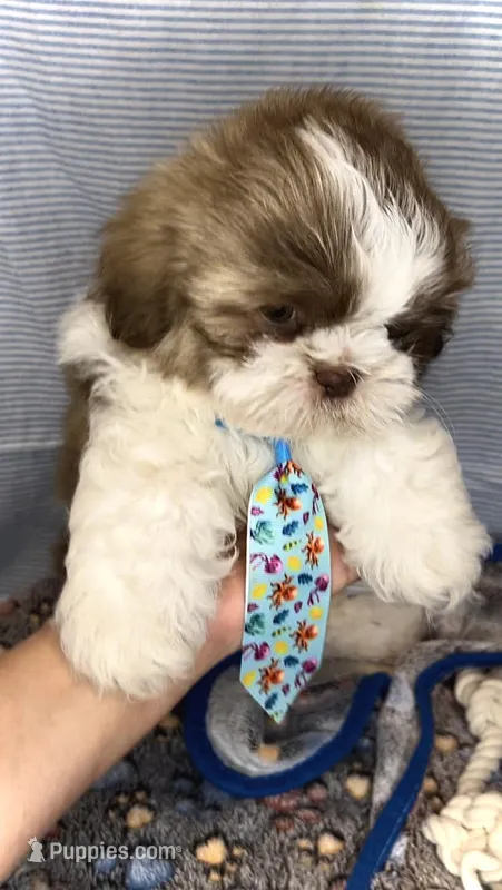 MAX- TEDDY with brown nose 🔥 – Shih Tzu puppy for sale in San Marcos, TX