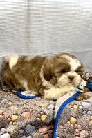 MAX- TEDDY with brown nose 🔥, a male Shih Tzu for sale in San Marcos, TX – Photo 4 of 4