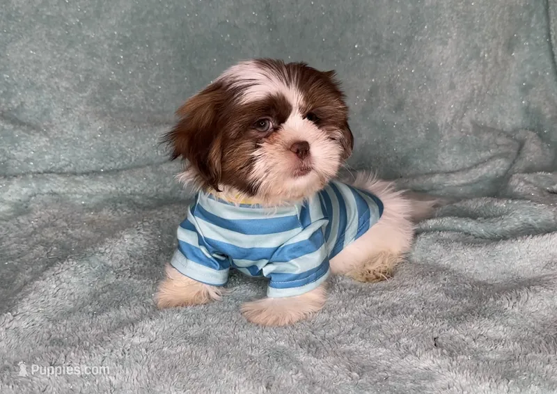 BUDDY- Brown nose/Light eyes 🔥💙🔥 – Shih Tzu puppy for sale in San Marcos, TX