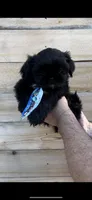 BEAR- RARE BLACK 🔥, a male Shih Tzu for sale in Austin, TX – Photo 3 of 5
