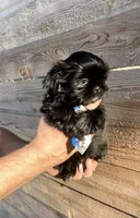BEAR- RARE BLACK 🔥, a male Shih Tzu for sale in Austin, TX – Photo 1 of 5