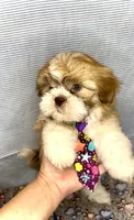 CODY J- RARE RED boy 🔥, a male Shih Tzu for sale in San Antonio, TX – Photo 2 of 7