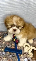 CODY J- RARE RED boy 🔥, a male Shih Tzu for sale in San Antonio, TX – Photo 3 of 7