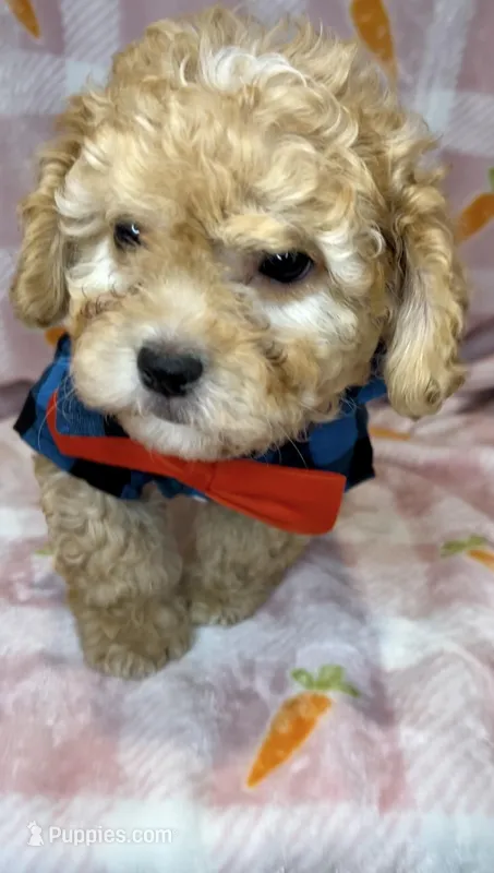 Dex- the SWEETEST ❤️ – Maltipoo, Maltese puppy for sale in San Antonio, TX