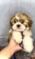 CODY J- RARE RED boy 🔥, a male Shih Tzu for sale in San Antonio, TX – Photo 4 of 7