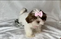 Lainey - TINY Alert 🔥🔥, a female Shih Tzu for sale in San Antonio, TX – 2 of 10