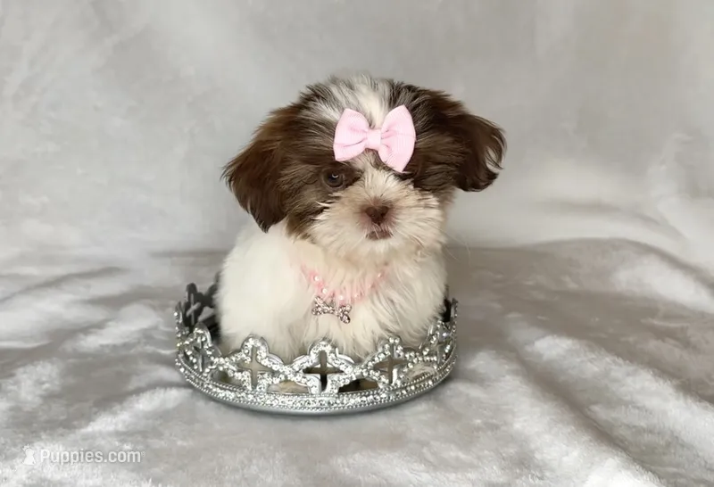 Laney- TINY alert 🔥🔥 – Shih Tzu puppy for sale in San Antonio, TX