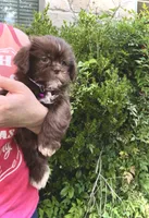 CODY-J  Brown button nose- Lt EYES ❤️, a male Shih Tzu for sale in San Marcos, TX – 5 of 5