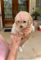 LUNA - TOY Maltipoo ❤️, a female Maltipoo and Poodle - Toy  for sale in San Marcos, TX – 5 of 5
