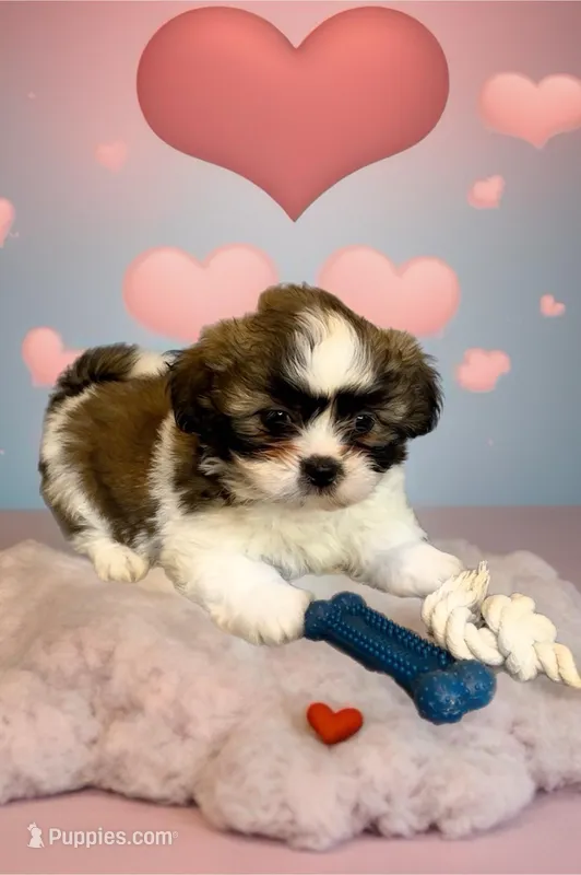 Bubba- Sweetheart ❤️ – Shih Tzu puppy for sale in San Antonio, TX