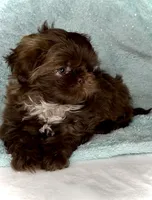 SIMBA- DoLL Face Small Boy 💜💯💜, a male Shih Tzu for sale in San Marcos, TX – 8 of 9