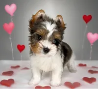 Blueberry- SMALL baby & BLUE EYE🔥🔥🔥, a male Yorkshire Terrier for sale in San Marcos, TX – 8 of 10