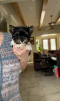 JAX-  STRIKING PARTI 🔥💯🔥, a male Yorkshire Terrier for sale in San Marcos, TX – 7 of 7
