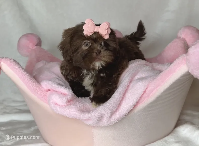Coco- Chocolate with light eyes ❤️ – Shih Tzu puppy for sale in San Marcos, TX