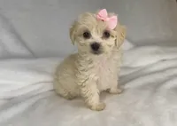 Sugar - Sweetest disposition 💕, a female Maltipoo and Poodle - Toy  for sale in San Marcos, TX – 5 of 5