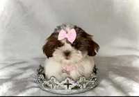 Laney- TINY alert 🔥🔥, a female Shih Tzu for sale in San Antonio, TX – 3 of 8