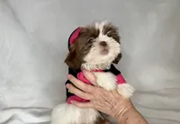 Lainey - TINY Alert 🔥🔥, a female Shih Tzu for sale in San Antonio, TX – 5 of 10