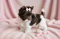 Dolly- TINY BIRO Chocolate nose 🔥, a female Yorkshire Terrier for sale in San Marcos, TX – 4 of 4
