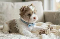 Jules- Blue eye and SMALL ❤️, a male Yorkshire Terrier for sale in San Marcos, TX – 2 of 3