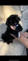 Bear- a rare Black 🔥, a male Shih Tzu for sale in Austin, TX – Photo 1 of 3