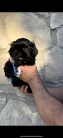 Bear- a rare Black 🔥, a male Shih Tzu for sale in Austin, TX – Photo 2 of 3