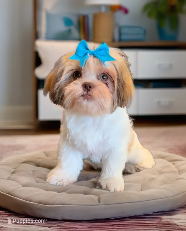Bella- beautiful RED girl – Shih Tzu puppy for sale in San Marcos, TX