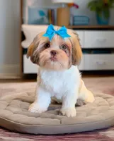 Bella- beautiful RED girl, a female Shih Tzu for sale in San Marcos, TX – 1 of 7