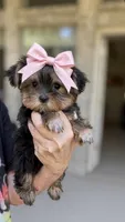 Dolly- TEDDYBEAR YORKIE💯💕💕, a female Yorkshire Terrier for sale in Austin, TX – 2 of 4