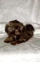 Rascal - PLAYFUL IMPERIAL Chocolate🔥🔥, a male Shih Tzu for sale in San Marcos, TX – 8 of 9