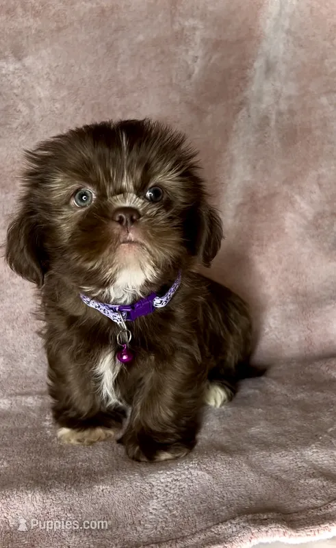 CODY-J  Brown button nose- Lt EYES ❤️ – Shih Tzu puppy for sale in San Marcos, TX