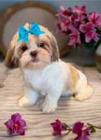 Bella- beautiful RED girl, a female Shih Tzu for sale in San Marcos, TX – 5 of 7