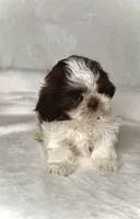 ELLA- IMPERIAL -Liver Brown 🔥💯🔥, a female Shih Tzu for sale in San Antonio, TX – 5 of 7