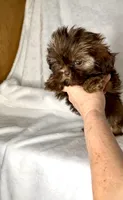 Rascal - PLAYFUL IMPERIAL Chocolate🔥🔥, a male Shih Tzu for sale in San Marcos, TX – 3 of 9