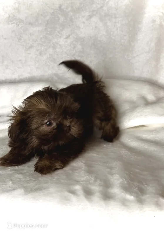 SPICE-IMPERIAL Chocolate girl 💕🔥💕 – Shih Tzu puppy for sale in San Marcos, TX
