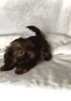 SPICE- Small Chocolate girl 💕🔥💕, a female Shih Tzu for sale in San Marcos, TX – 5 of 6