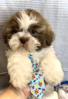 MAX- TEDDY BEAR 💯, a male Shih Tzu for sale in San Antonio, TX – Photo 5 of 6