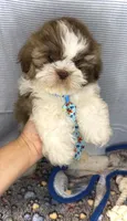 MAX- TEDDY BEAR 💯, a male Shih Tzu for sale in San Antonio, TX – Photo 6 of 6