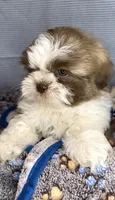 MAX- TEDDY BEAR 💯, a male Shih Tzu for sale in San Antonio, TX – Photo 4 of 6